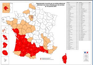 Termites nantes